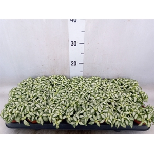 Fittonia  'Mosaic White Forest Fla'