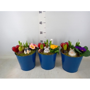 Planten  ..in schaal L%