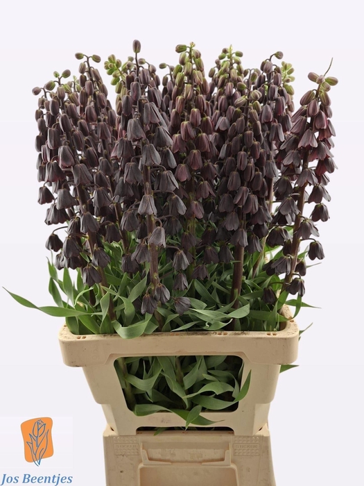 <h4>FRIT PERSICA</h4>