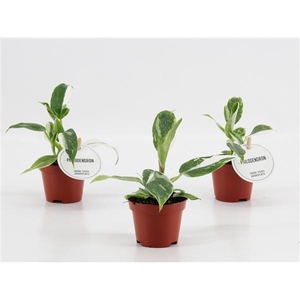 Philodendron overig