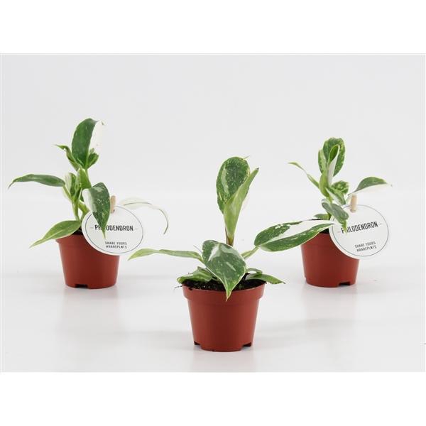 <h4>Philodendron overig</h4>