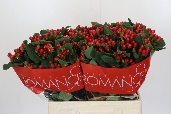 <h4>Hypericum True Romance</h4>