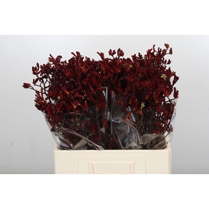 Anigozanthos Bush Ruby