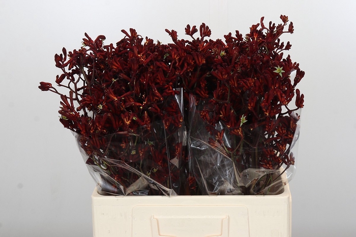 <h4>Anigozanthos Bush Ruby</h4>