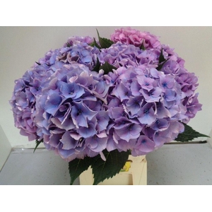 Hydrangea royal love (blue)