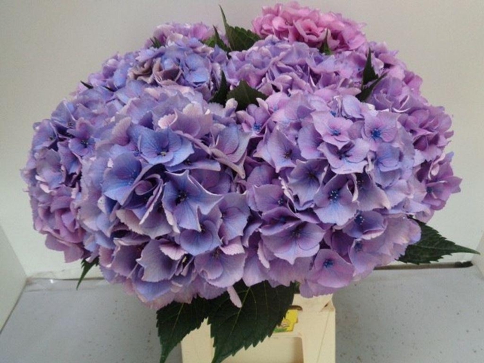 <h4>Hydrangea royal love (blue)</h4>