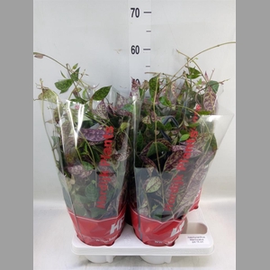 Aeschynanthus marmoratus