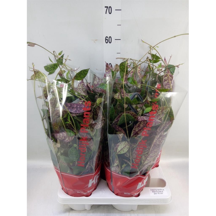 <h4>Aeschynanthus marmoratus</h4>