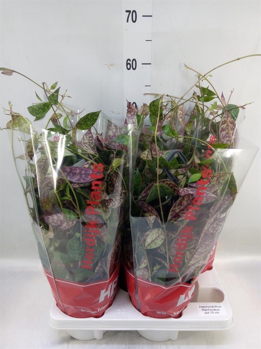 <h4>Aeschynanthus marmoratus</h4>