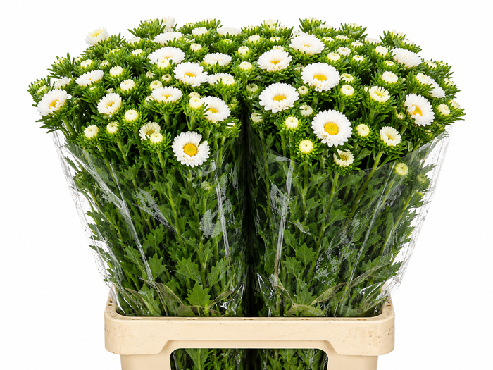 <h4>Callistephus Matsumoto White</h4>