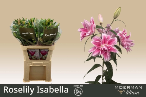 <h4>Lilium or dbl roselily isabella</h4>