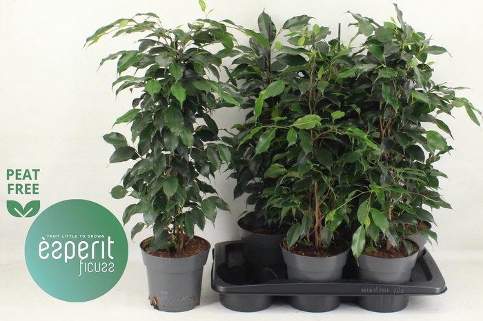 <h4>FIC BE DANIELLE</h4>