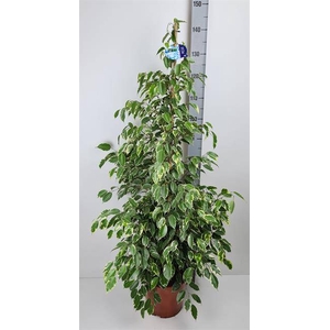 FIC BE GOLDEN KING 140CM