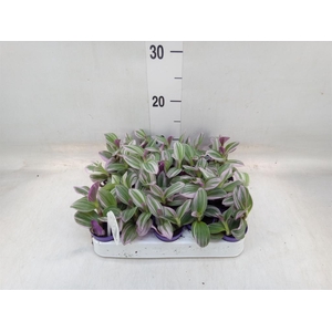 Tradescantia cerinth. 'Nanouk'