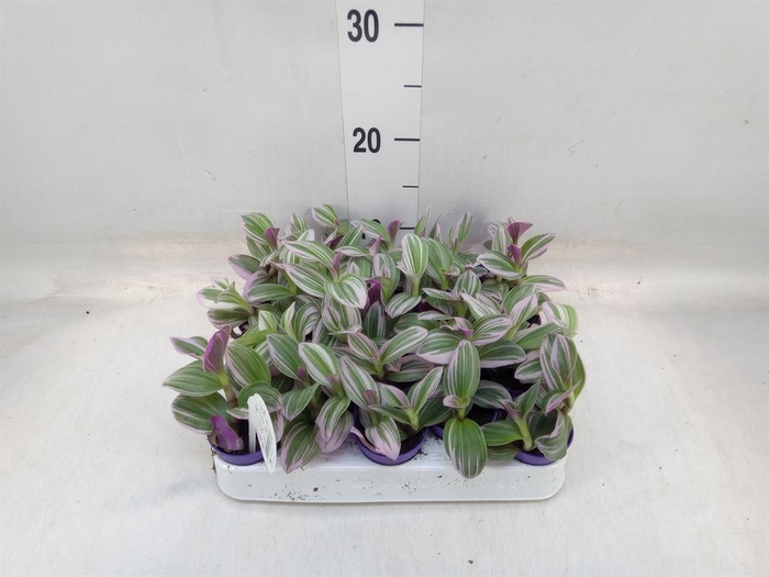 <h4>Tradescantia cerinth. 'Nanouk'</h4>