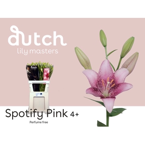 Li La Spotify Pink 4+ Lily Masters