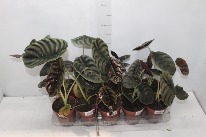 <h4>ALOCASIA CUPREA P12</h4>