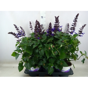 Salvia  'Salgoon Lake Onega Impr.'