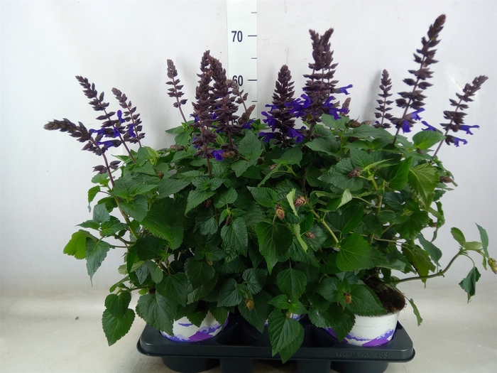 <h4>Salvia  'Salgoon Lake Onega Impr.'</h4>