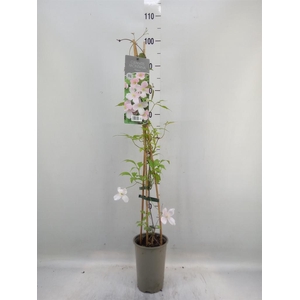 Clematis montana var. rubens