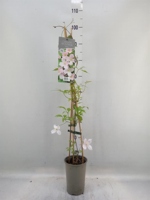 <h4>Clematis montana var. rubens</h4>