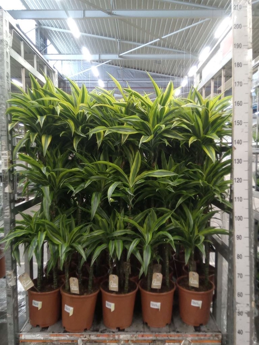 <h4>Dracaena fr de 'LemonLime'</h4>