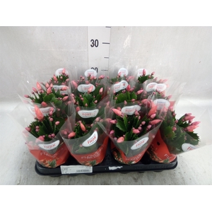 Schlumbergera   ...