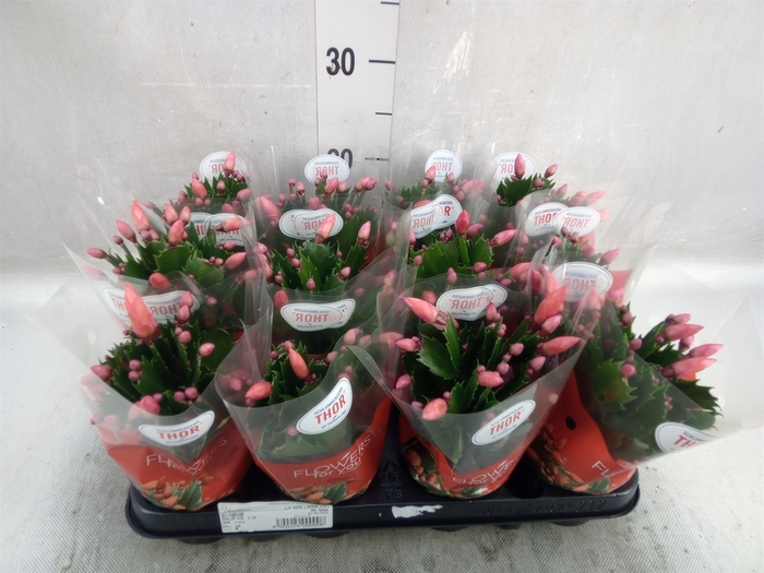 Schlumbergera   ...