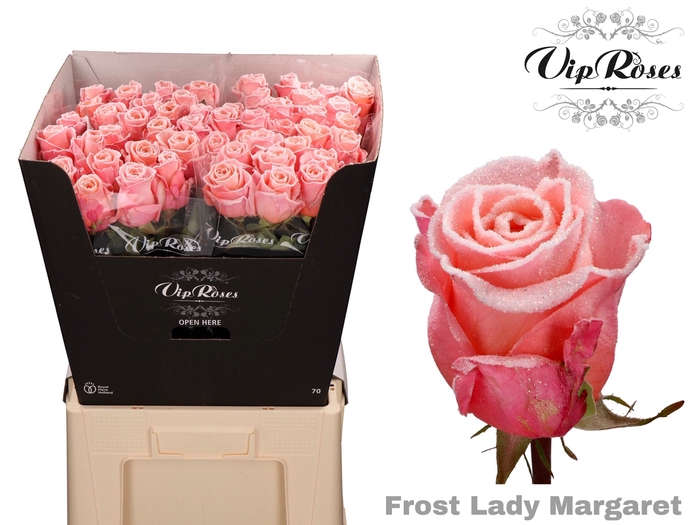 R GR FROST LADY MARGARET