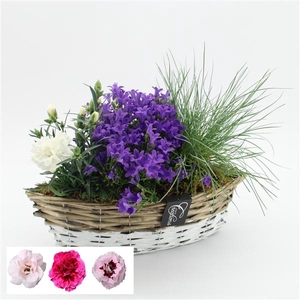 CACR-2502 Campanula creatie