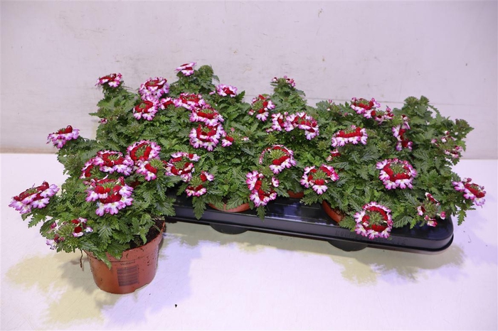 <h4>Verbe Drums Cherry</h4>