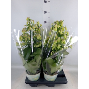Kalanchoe  'Magic Bell'