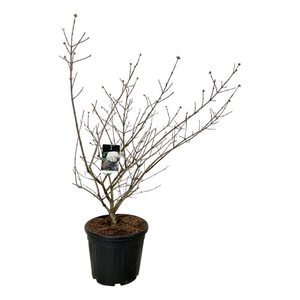 Viburnum carlcephalum