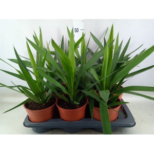 Yucca elephantipes   ...
