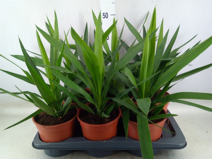 <h4>Yucca elephantipes   ...</h4>