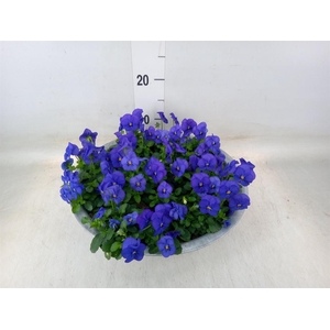 Viola corn. 'Sorbet XP Blue Blotch'