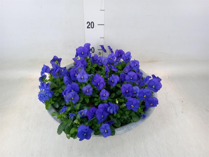 <h4>Viola corn. 'Sorbet XP Blue Blotch'</h4>