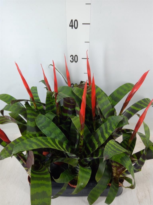 <h4>Vriesea  'Era'</h4>