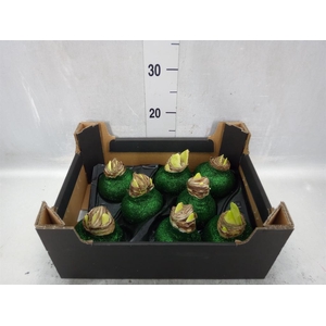 Hippeastrum   ...waxed H%