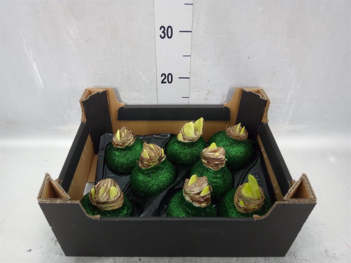 <h4>Hippeastrum   ...waxed H%</h4>