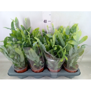 Phlebodium aureum 'Blue Star'