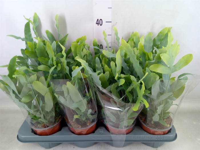<h4>Phlebodium aureum 'Blue Star'</h4>