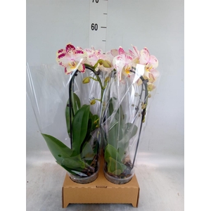 Phalaenopsis  'Elegant Cascade'