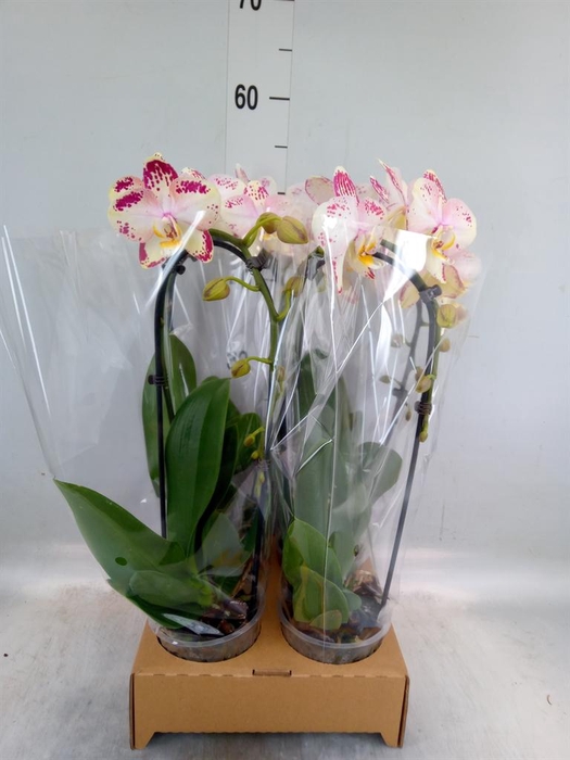 <h4>Phalaenopsis  'Elegant Cascade'</h4>