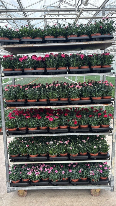 <h4>DIAN OSC GEM</h4>