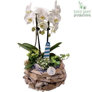 PH008 Driftwood White Washed Summer Blue