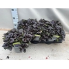 Ajuga Rept