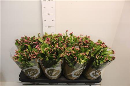 <h4>Schlumb Ov 30+</h4>