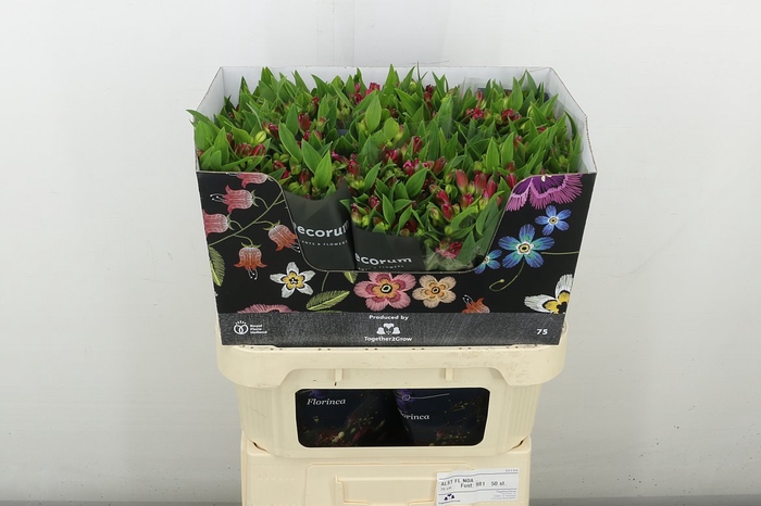 <h4>Alstr Flor Noa</h4>