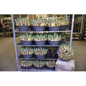 arr8 Narcis Ov Mixkar